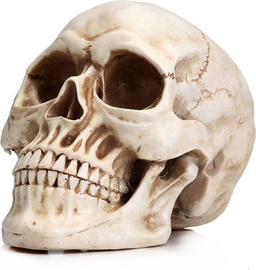 Life Size Human Skull Model, 1:1 Replica